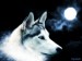 wolf_wallpaper_by_Tigrshark.jpg
