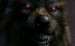 tooth-and-claw-werewolf-496.jpg