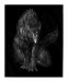 werewolf-black-bg_thumb.jpg